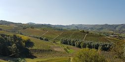 Weinreise Piemont mit Trüffelmarkt in Alba 2020